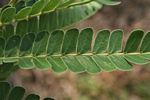 Albizia adianthifolia var. adianthifolia