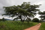 Albizia adianthifolia var. adianthifolia