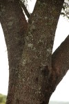 Albizia adianthifolia var. adianthifolia