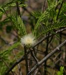 Albizia amara subsp. sericocephala