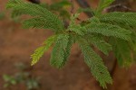 Albizia amara subsp. sericocephala