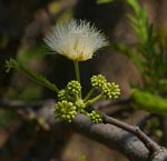 Albizia amara subsp. sericocephala