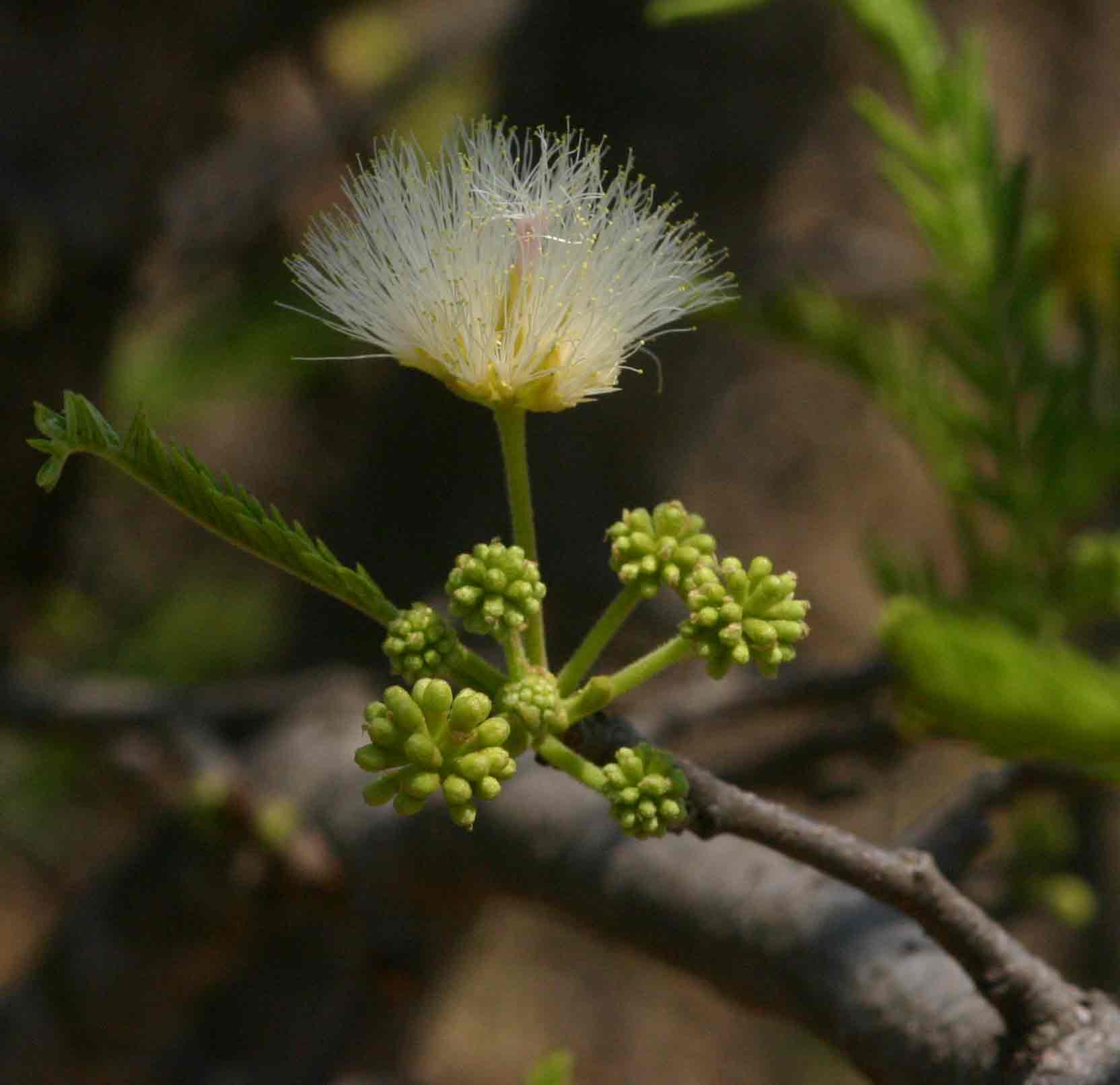 Albizia amara subsp. sericocephala