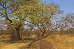 Albizia amara subsp. sericocephala