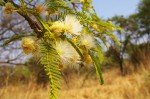 Albizia amara subsp. sericocephala