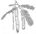 Albizia amara subsp. sericocephala