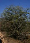 Albizia anthelmintica