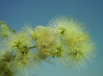 Albizia anthelmintica