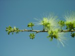 Albizia anthelmintica