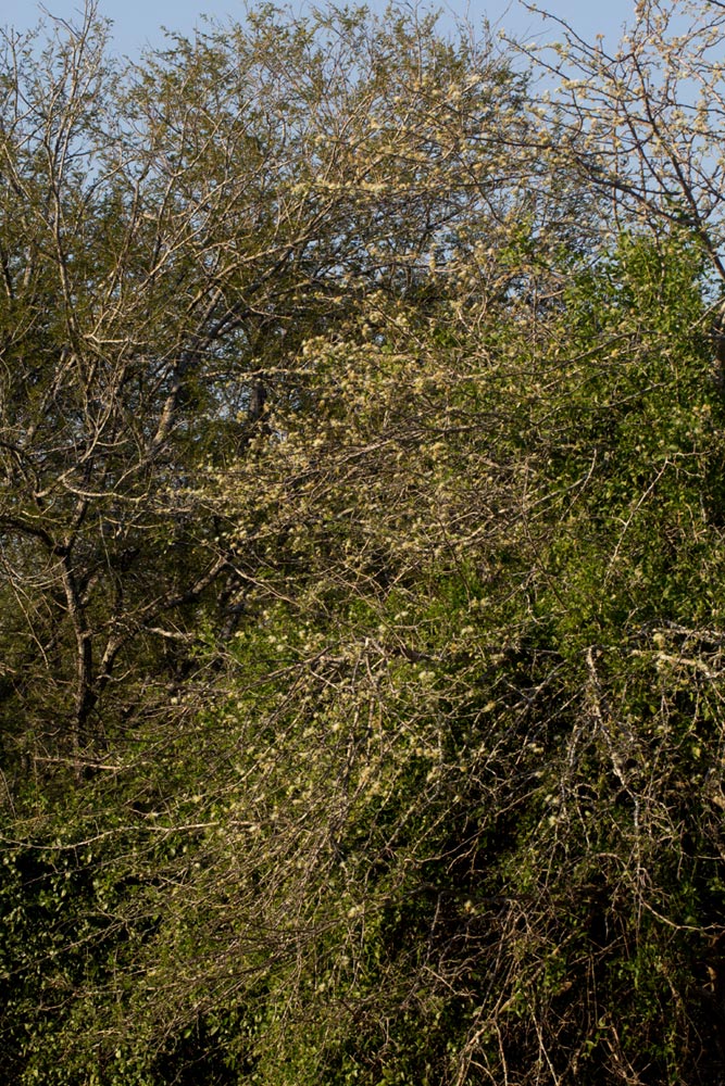 Albizia anthelmintica