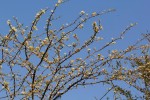 Albizia anthelmintica