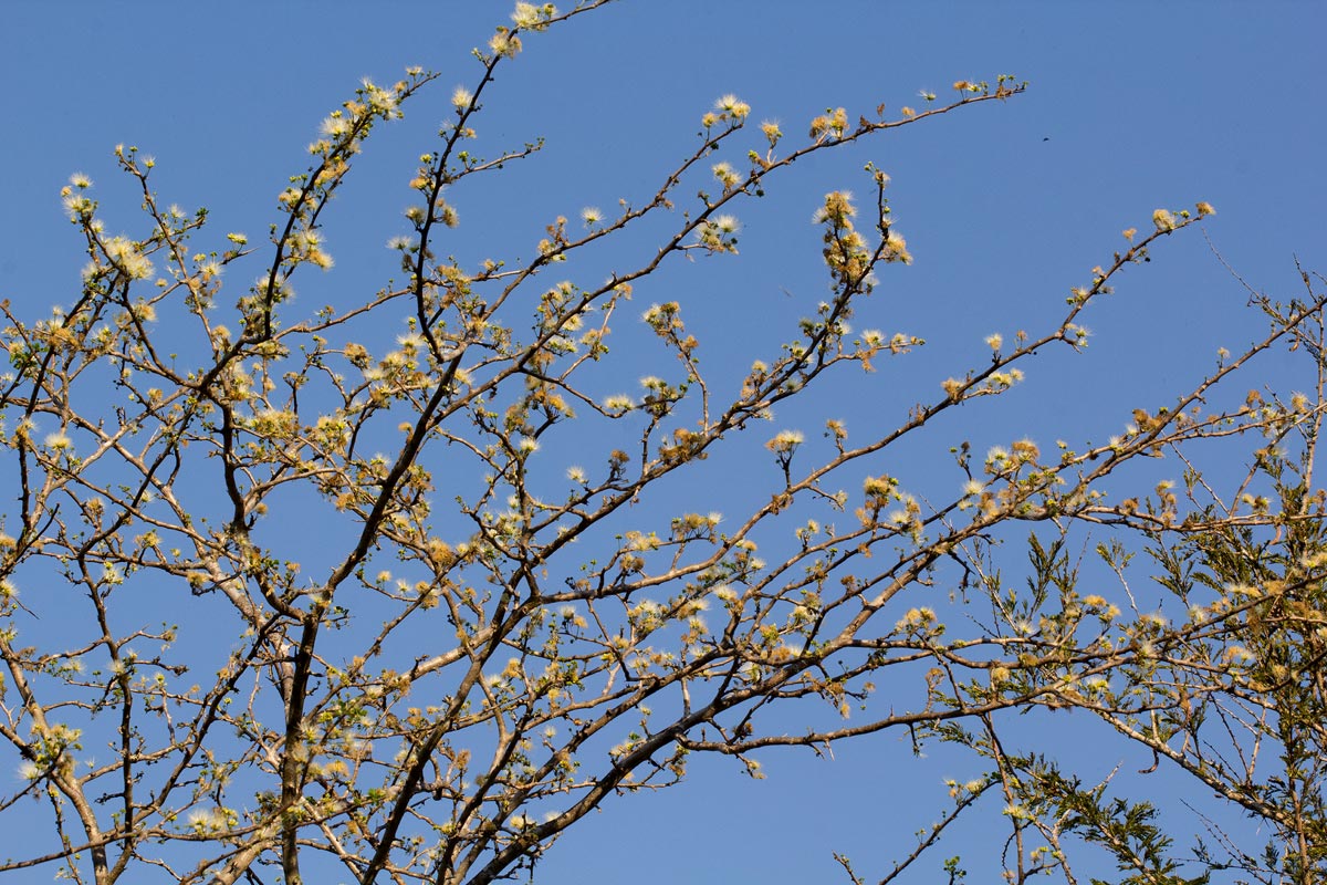 Albizia anthelmintica