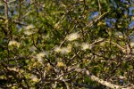 Albizia anthelmintica