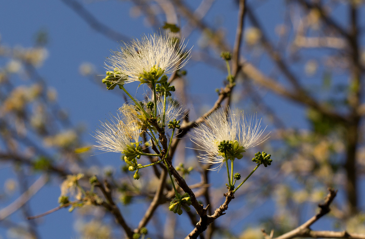 Albizia anthelmintica