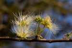 Albizia anthelmintica