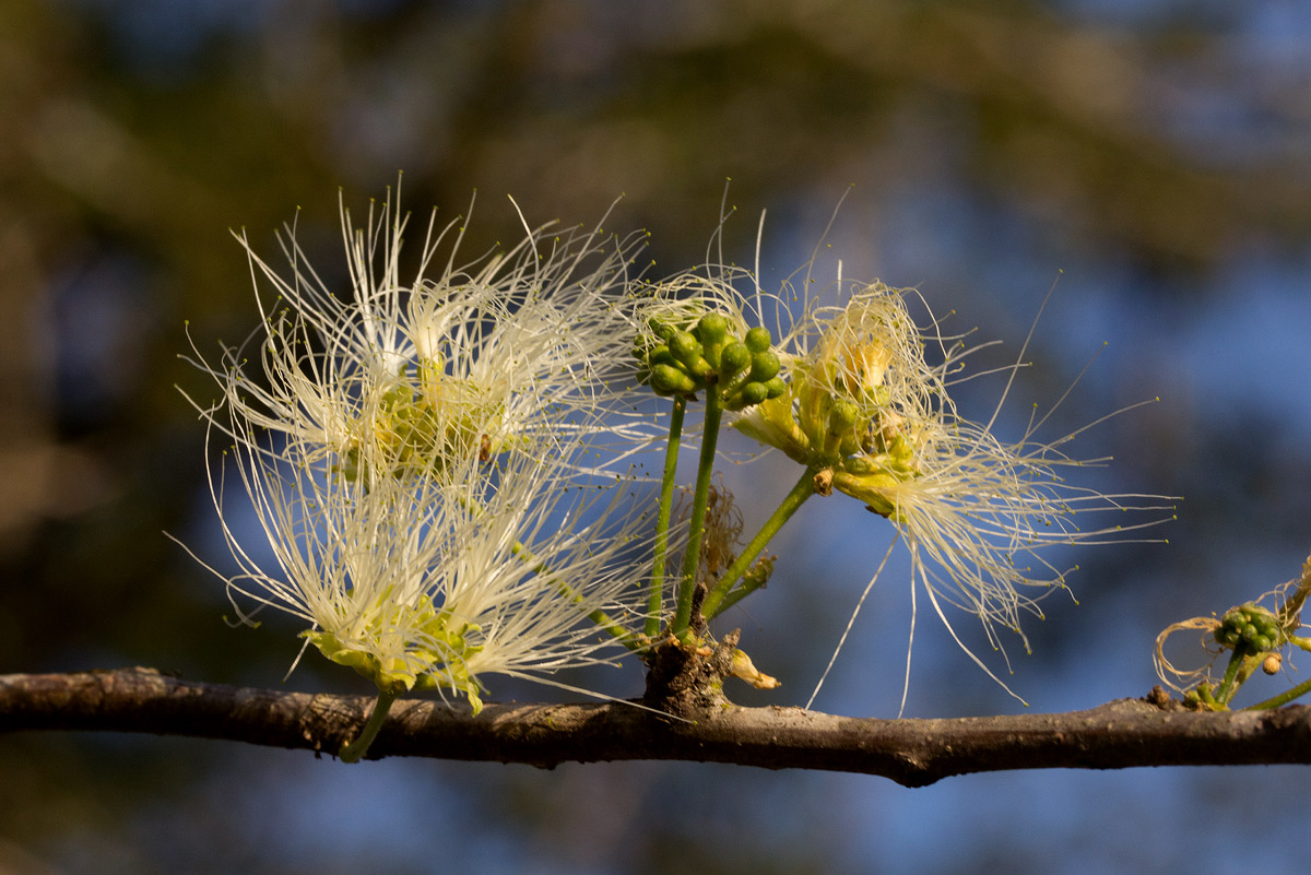 Albizia anthelmintica