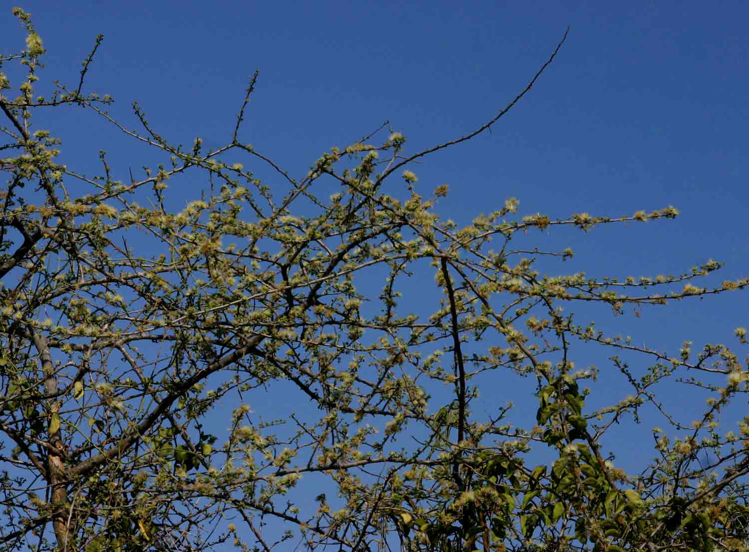 Albizia anthelmintica