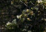 Albizia anthelmintica