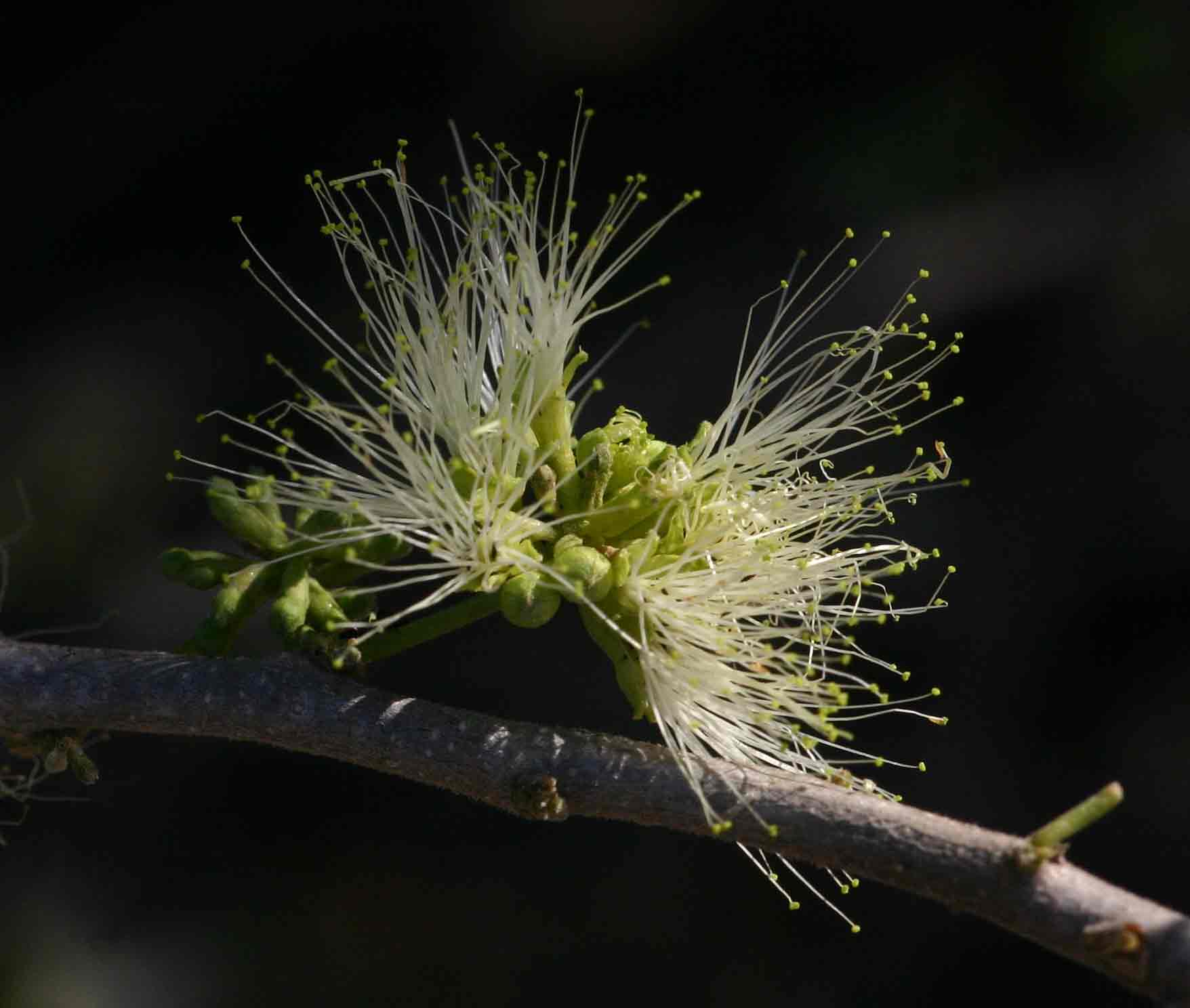 Albizia anthelmintica