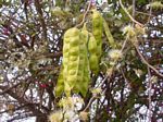 Albizia anthelmintica