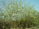 Albizia anthelmintica