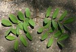 Albizia antunesiana