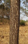 Albizia antunesiana