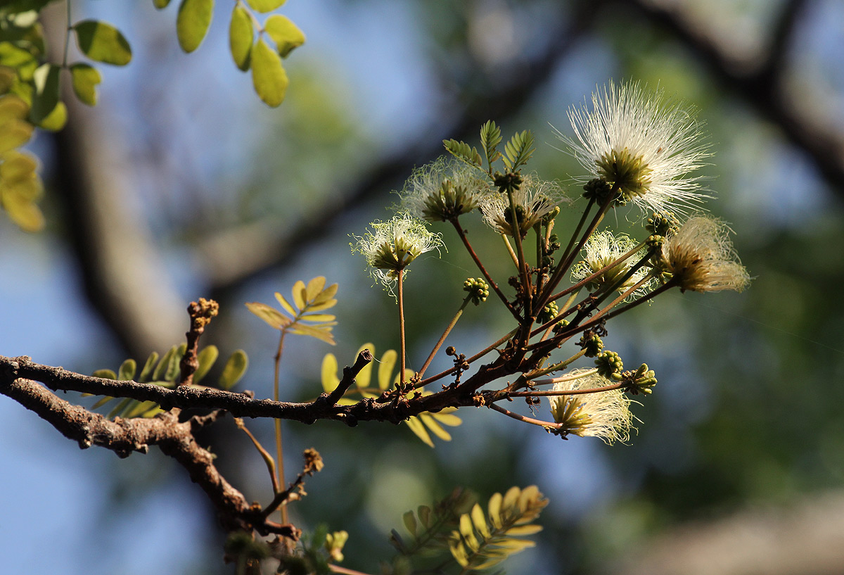 Albizia antunesiana