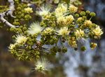 Albizia antunesiana