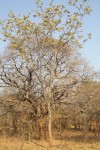 Albizia antunesiana