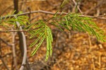 Albizia brevifolia