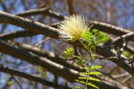 Albizia brevifolia