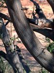 Albizia brevifolia