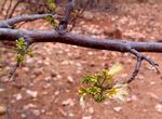 Albizia brevifolia