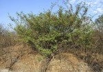 Albizia brevifolia