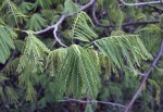 Albizia brevifolia