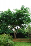 Albizia glaberrima var. glabrescens