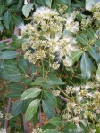 Albizia glaberrima var. glabrescens