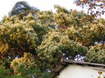 Albizia glaberrima var. glabrescens