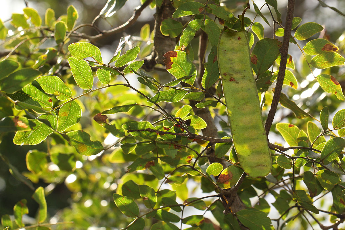 Albizia glaberrima var. glabrescens