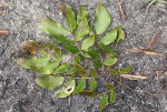 Albizia glaberrima var. glabrescens