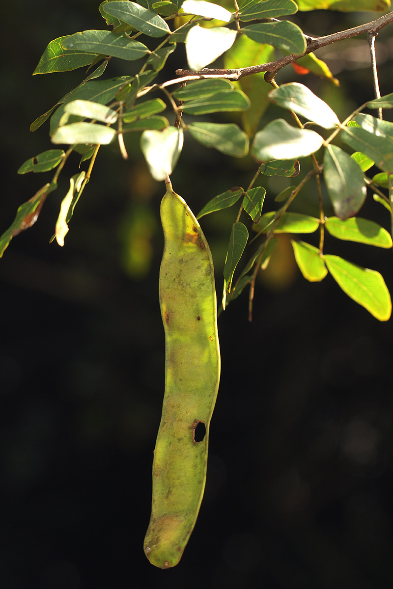 Albizia glaberrima var. glabrescens