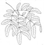 Albizia glaberrima var. glabrescens