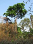 Albizia glaberrima var. glabrescens