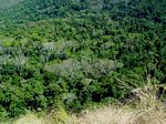 Albizia gummifera