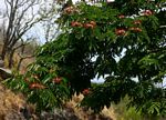 Albizia gummifera