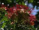 Albizia gummifera