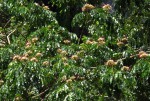 Albizia gummifera