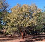 Albizia harveyi