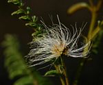 Albizia harveyi